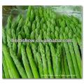 Green asparagus seeds for growing high yield